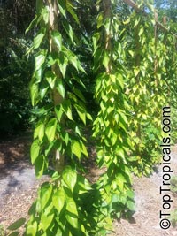 Dioscorea alata, Purple Yam, Winged Yam

Click to see full-size image