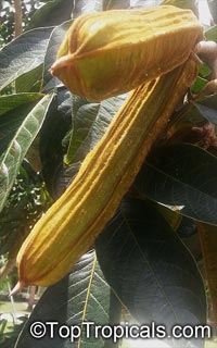 Ice Cream Bean tree, Inga feuille (edulis)

Click to see full-size image
