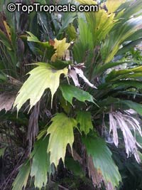 Arenga hookeriana, Hooker Fishtail Palm

Click to see full-size image