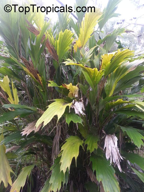 Arenga hookeriana, Hooker Fishtail Palm