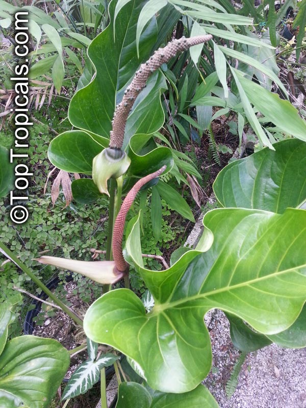 Anthurium sp., Tail Flower
