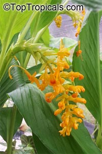 Globba schomburgkii, Dancing Girl Ginger

Click to see full-size image