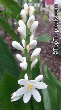 Peliosanthes javanica, Tropical Lily of the Valley

Click to see full-size image