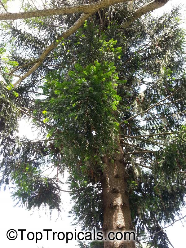 Araucaria sp., Monkey Puzzle, Bunia Pine, Parana Nut. Araucaria bidwillii