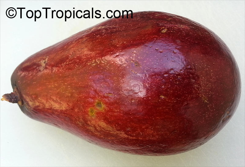 Avocado tree Hardee Red, Grafted (Persea americana)