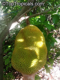 Jackfruit tree Dang Rasimi (Artocarpus heterophyllus)

Click to see full-size image
