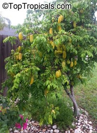 Starfruit tree Kari, Grafted (Averrhoa carambola)