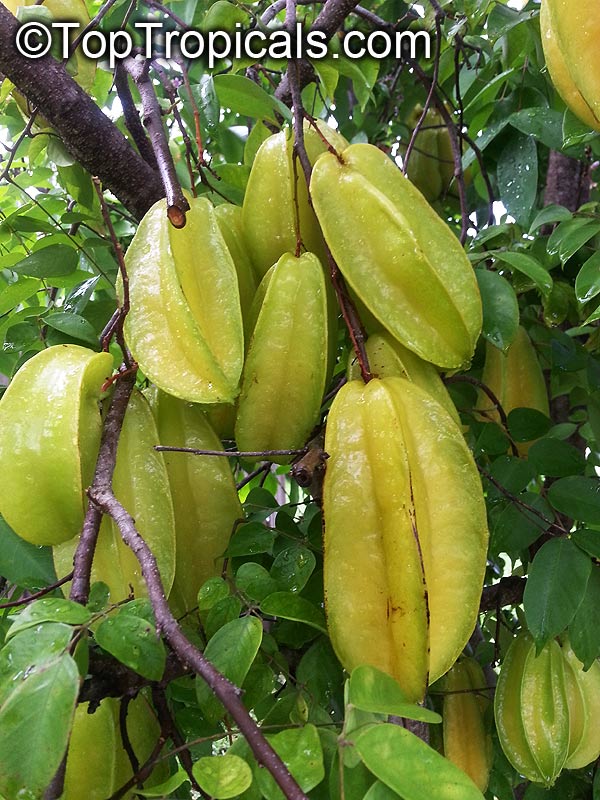 Starfruit tree Sri Kembangan, Grafted (Averrhoa carambola)
