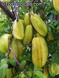 Averrhoa carambola, Carambola, Starfruit, Five-finger, Balimbing

Click to see full-size image