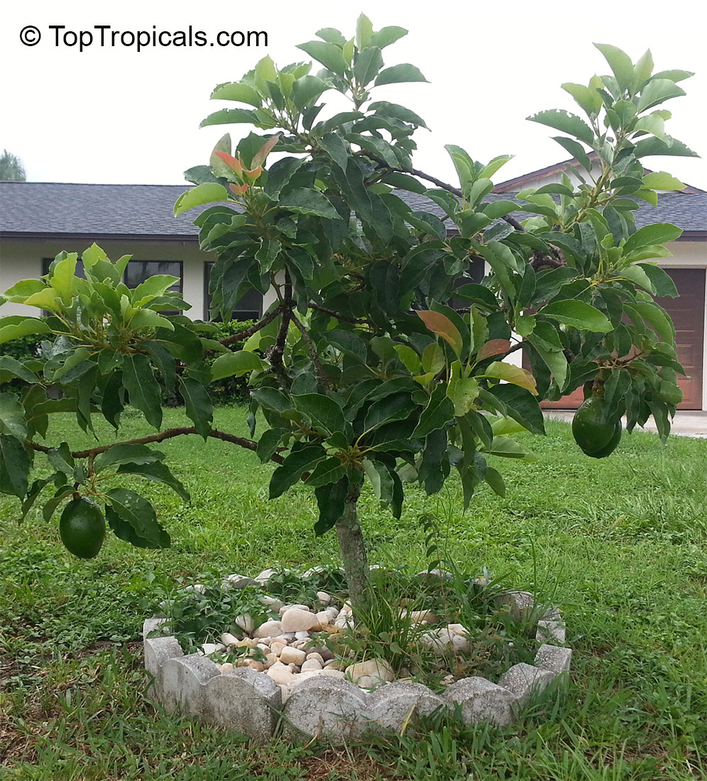 Avocado tree in Floria yard