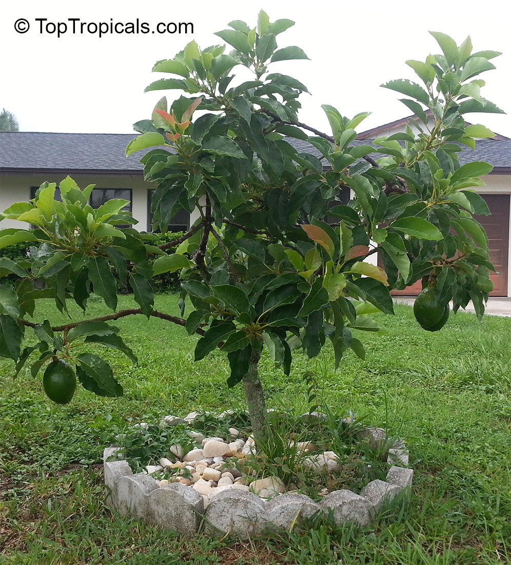 Avocado varieties (Persea americana)