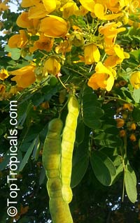 Senna surattensis, Senna sulfurea, Cassia glauca, Cassia surattensis , Glaucous Cassia, Scrambled Egg Bush

Click to see full-size image
