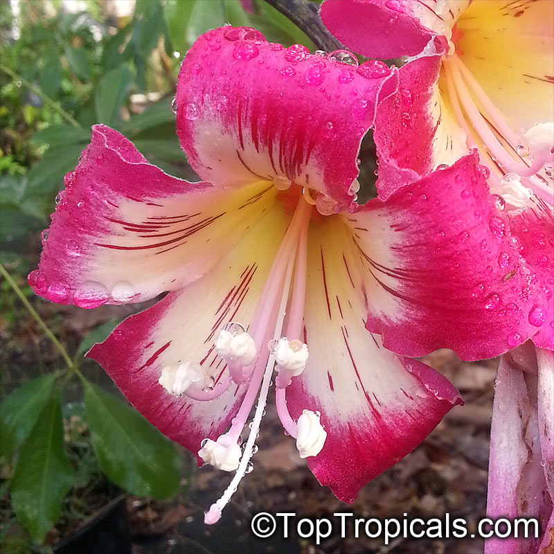 Ceiba speciosa - Bottle tree - Ouriques Farm