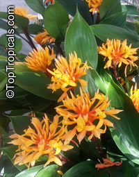 Burbidgea schizocheila, Golden Brush, Dwarf Orange Ginger, Voodoo Flame Ginger

Click to see full-size image