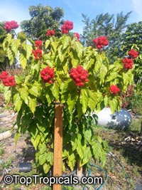 Bixa orellana, Lipstick tree, Annatto, Achiote