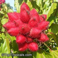 Bixa orellana, Lipstick tree, Annatto, Achiote
