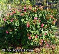 Dombeya x seminole, Tropical Rose Hydrangea

Click to see full-size image