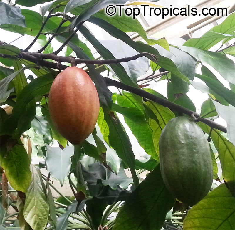 Theobroma cacao, Chocolate Tree, Cacao, Cocoa Tree