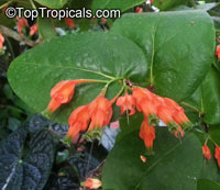 Macleania sp., Macleania

Click to see full-size image