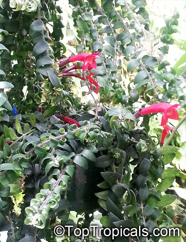 Aeschynanthus radicans, Lipstick Plant. Aeschynanthus radicans 'Rasta'