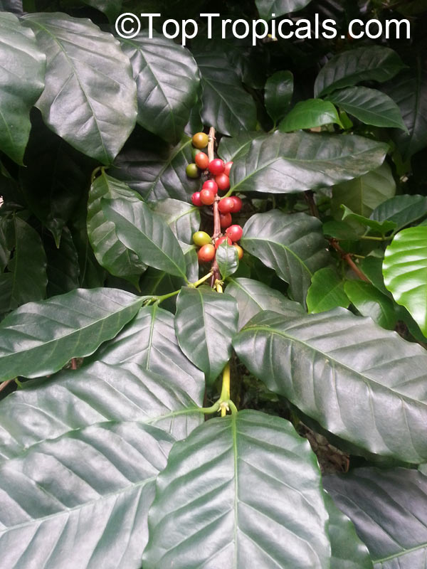 Coffee tree Hawaiian Mauna Loa, Coffea arabica Kona