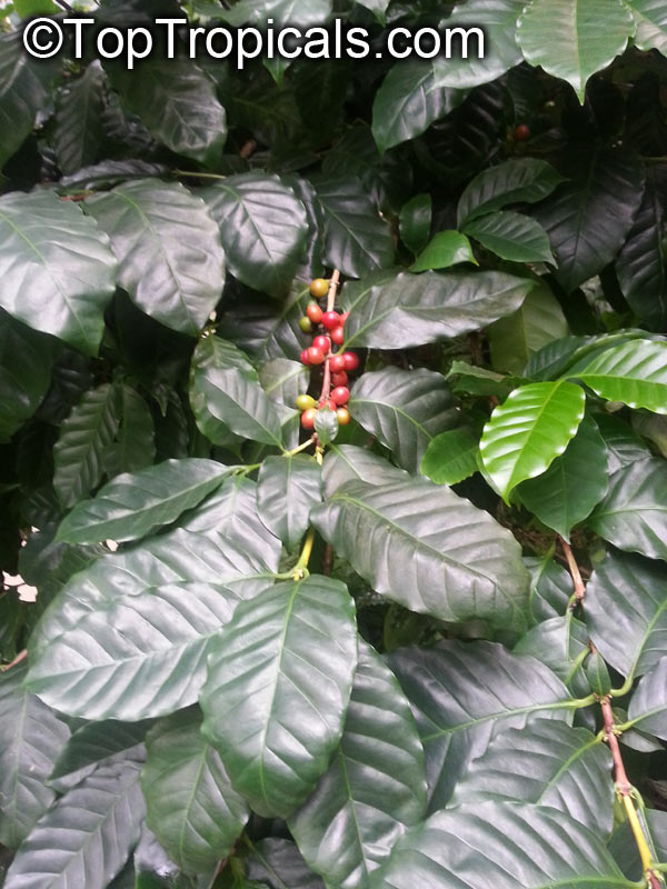 Coffea arabica, Coffee