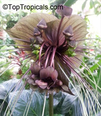 Tacca chantrieri, Bat Head Lily, Bat Flower, Devil Flower, Black Tacca

Click to see full-size image