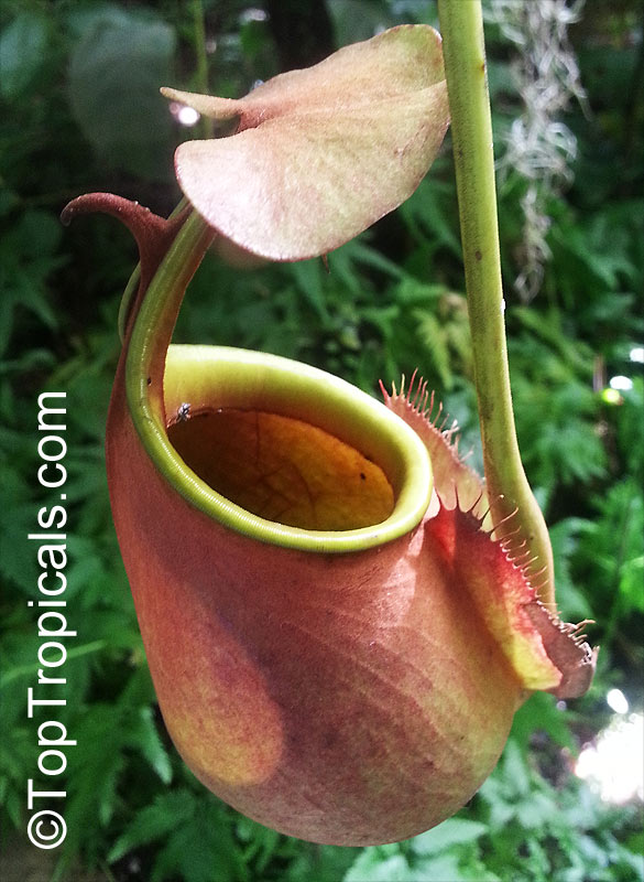 Nepenthes sp., Winged Nepenthes, Pitcher Plant, Monkey Cups. Nepenthes bicalcarata