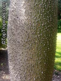 Ceiba speciosa, Chorisia speciosa, Silk Floss Tree, Bombax

Click to see full-size image
