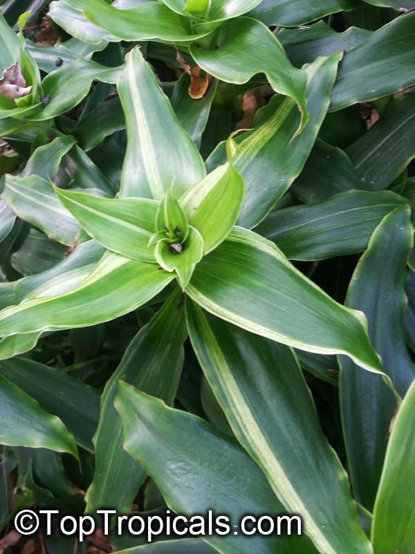 Callisia fragrans, Spironema fragrans, Basket Plant, Golden tendril, Russian Holistic Medicinal Plant