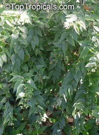 Nyctanthes arbor-tristis, Arbor Tristis, Sad tree, Night Jasmine, Parijat, Harsingar 

Click to see full-size image
