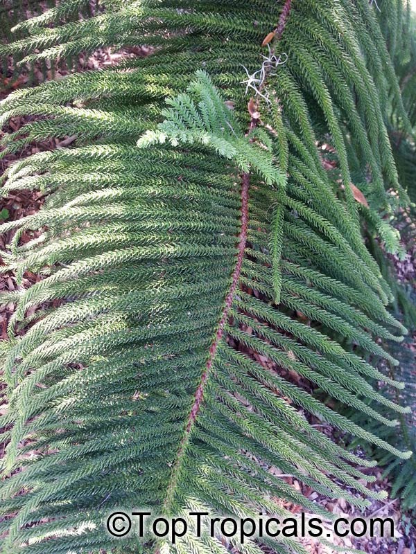 Araucaria sp., Monkey Puzzle, Bunia Pine, Parana Nut. Araucaria heterophylla