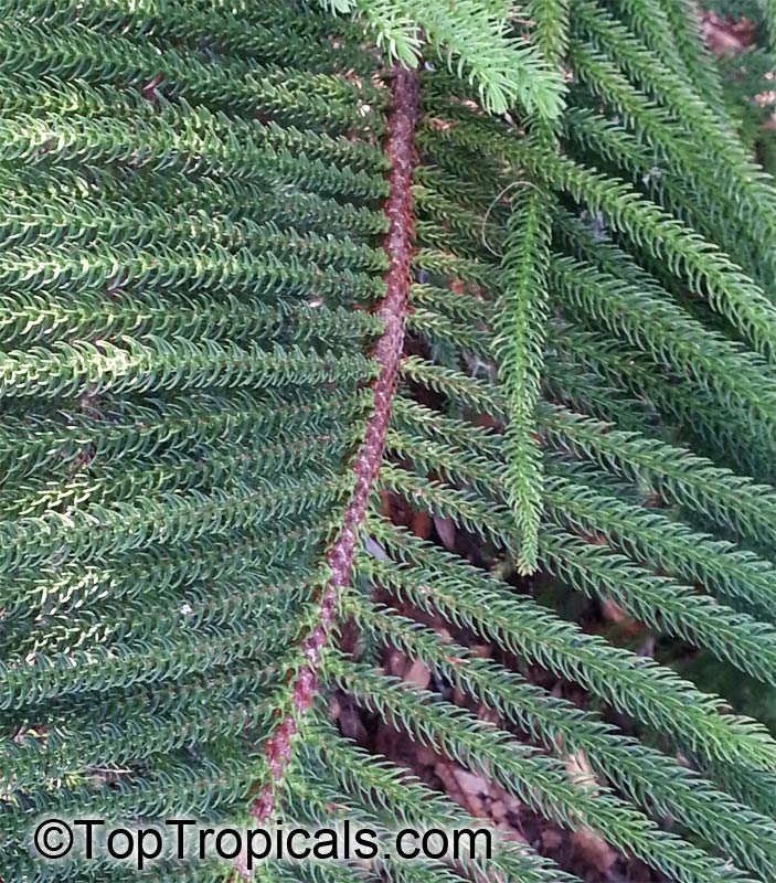 Araucaria sp., Monkey Puzzle, Bunia Pine, Parana Nut. Araucaria heterophylla