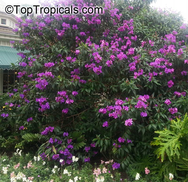 Tibouchina granulosa, Glory tree, Purple Spray Tree