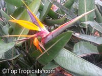 Strelitzia reginae, Bird of Paradise, Crane Flower, Stelitzia

Click to see full-size image
