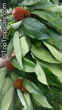 Diospyros blancoi, Diospyros discolor, Velvet Apple, Mabolo

Click to see full-size image