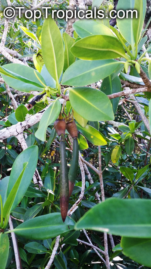 Rhizophora mangle, Red Mangrove