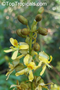 Caesalpinia bonduc, Grey Nicker, Bonduc Nut

Click to see full-size image