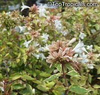 Abelia grandiflora, Glossy Abelia

Click to see full-size image