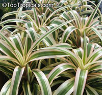 Ananas variegated- (Ананас вариегатный) - растение