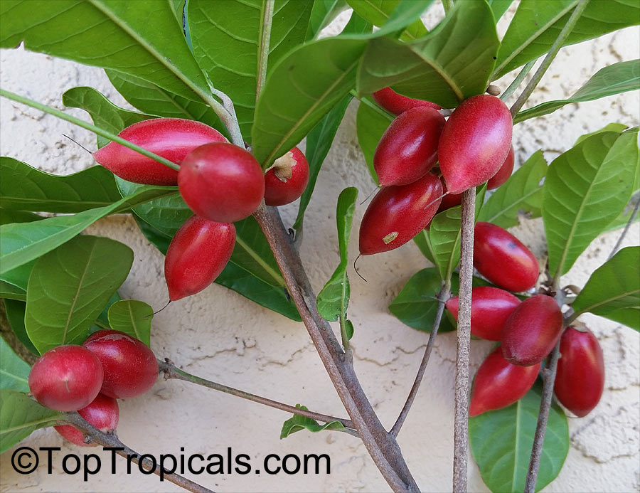 Miracle Fruit, Large Leaf variety, Synsepalum subcordatum