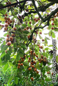 Diospyros kaki, Kaki, Japanese Persimmon, Oriental Persimmon, Sharon Fruit

Click to see full-size image