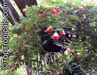 Abutilon x hybridum, Flowering Maple, Weeping Maple,Chinese Lantern

Click to see full-size image