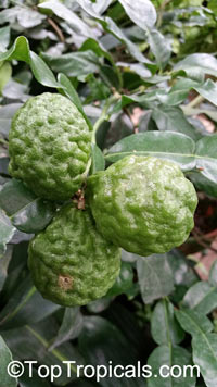 Citrus hystrix, Indonesian lime, Wild lime, Kaffir Lime

Click to see full-size image
