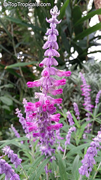 Salvia leucantha, Mexican Bush Sage, Mexican Sage, Velvet Sage

Click to see full-size image