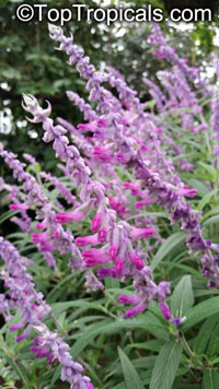 Salvia leucantha, Mexican Bush Sage, Mexican Sage, Velvet Sage

Click to see full-size image
