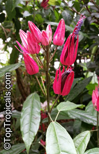 Pavonia multiflora, Triplochlamys multifora, Brazilian candles

Click to see full-size image