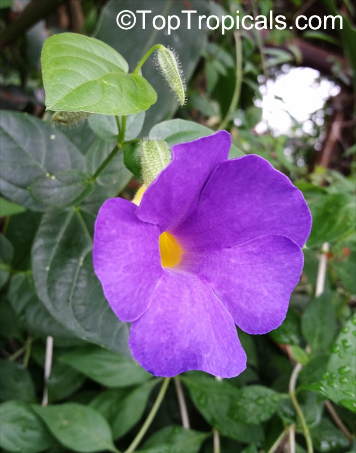 Thunbergia battiscombei, Bengal Clock Vine, Blue Trumpet Vine, Blue Sky vine, Scrambling sky flower, Blue Glory