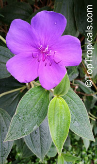 Tibouchina urvilleana, Tibouchina semidecandra, Lasiandra semidecandra , Glory Flower, Princess Flower

Click to see full-size image