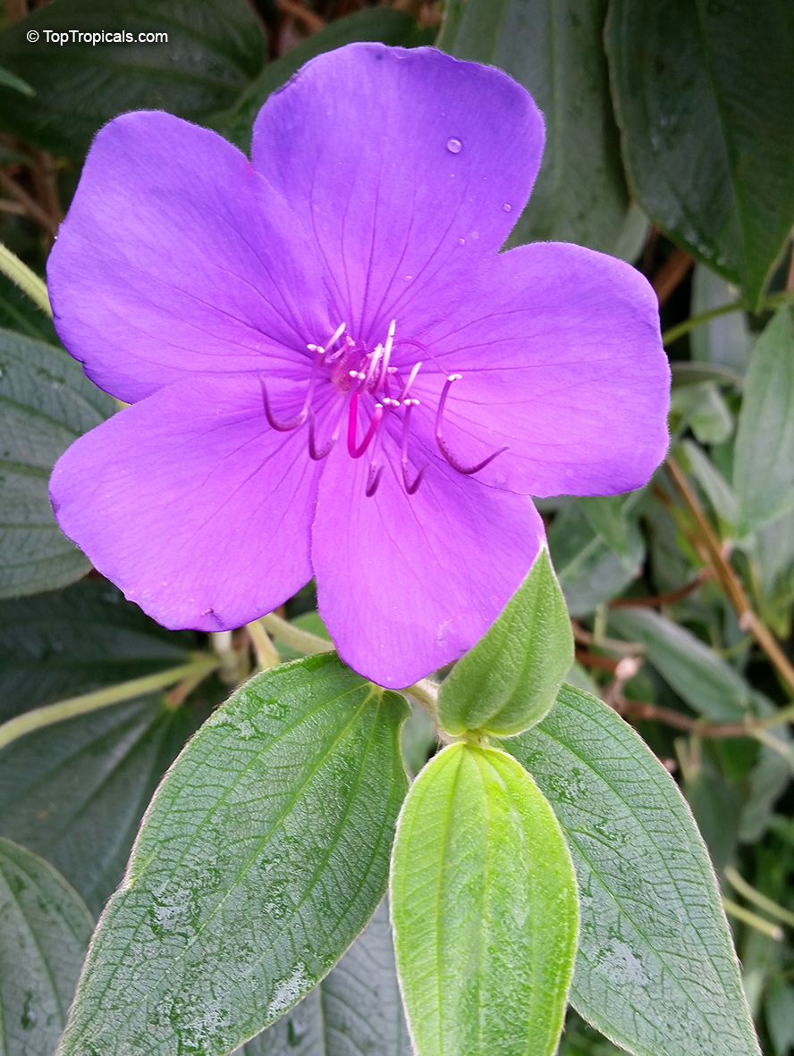 Tibouchina urvilliana Princess Flower
